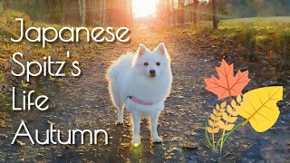 💛🍁Japanese Spitz' Autumn - Life🍁💛 by Tera & Luna 234 views 2 years ago 6 minutes, 11 seconds