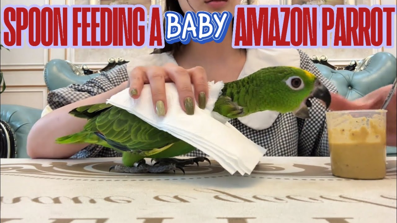 Кормление птенца амазонского попугая с рук | Момент спокойствия и доверия