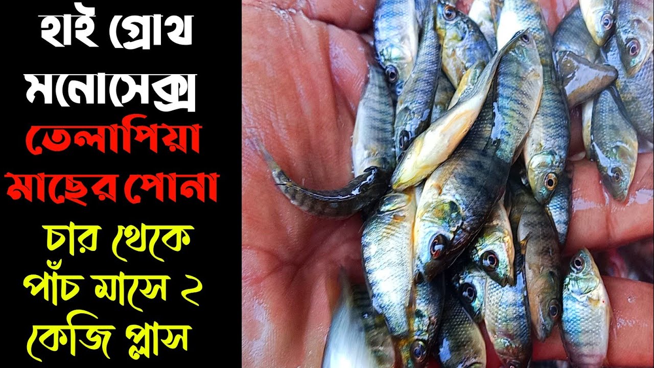 হাই গ্রোথ মনোসেক্স তেলাপিয়া মাছের পোনা চার থেকে পাঁচ মাসে ২ কেজি প্লাস 01715090152 