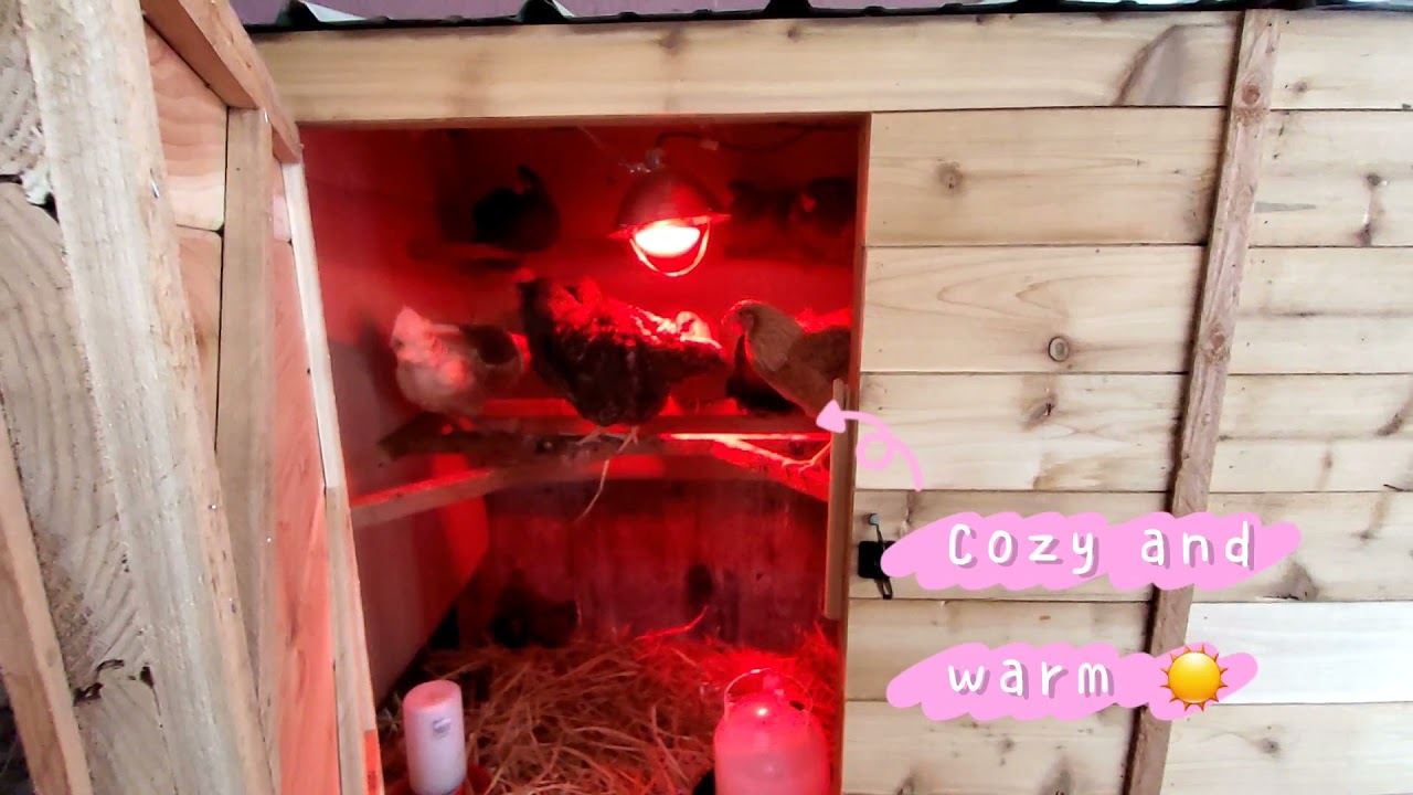 Chicken Coop Tour! YouTube