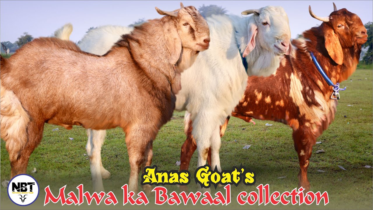 Malwa Ka Bawaal Collection At Anas Goat’s 
