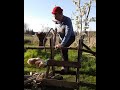 " Cowpoke " 4 #harmonica #springvibes #sawingtechniques #dog #humor #funny #harmonicaplayer #short