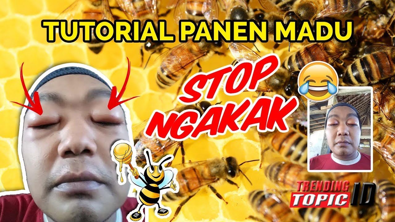 Tutorial Cara Panen Tawon Bukan Madu - DAGELAN 