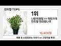 만리향 추천 BEST 5 올해 판매랭킹순위 5ㅣ추천템ㅣ원예 식물 추천ㅣ 만리향 추천 BEST 5 올해 판매랭킹순위 5ㅣ추천템ㅣ원예 식물 추천ㅣ