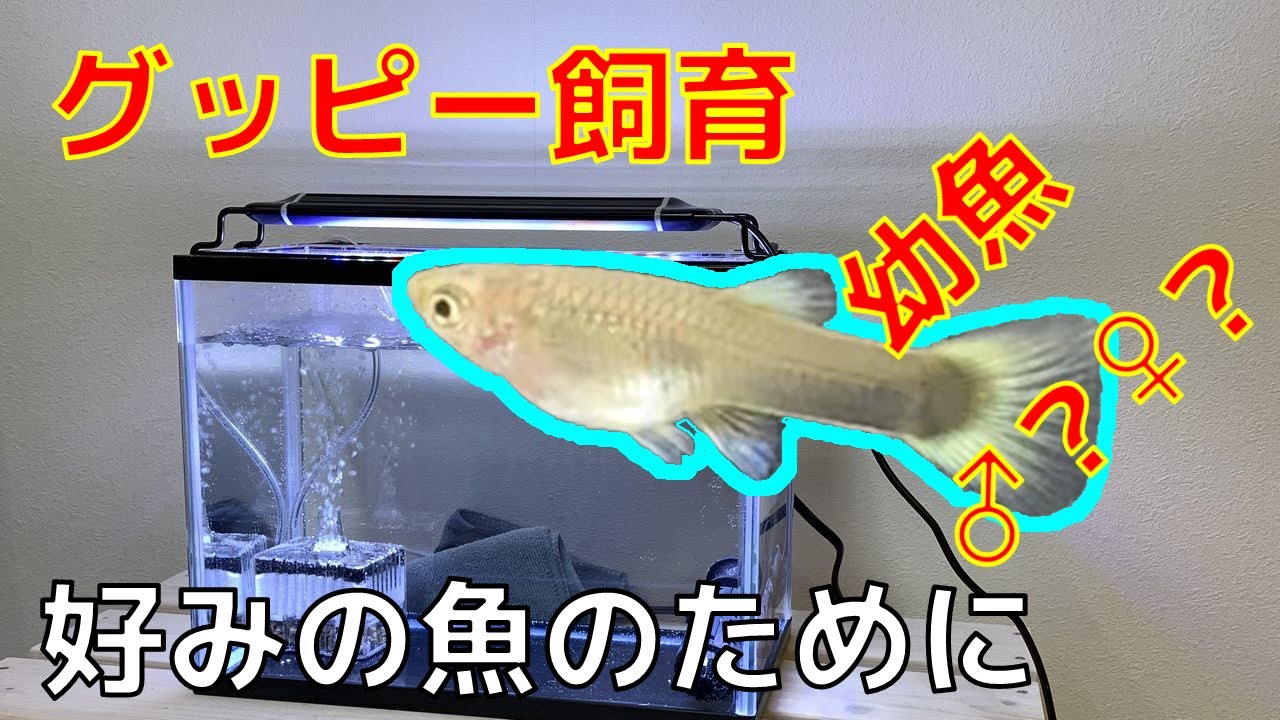 グッピー飼育 幼魚のオス メスの選別の仕方をご紹介いたします Youtube