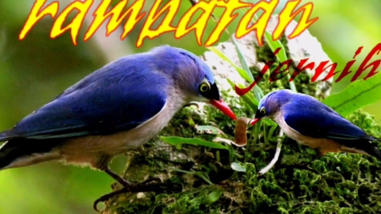 audio rambatan gacor,,masteran handal || salah satu burung kecil