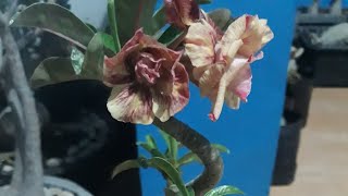 Download Lagu Adenium size B id cocholate sudah berbunga Download Lagu Adenium size B id cocholate sudah berbunga