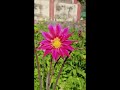 Beautiful flowers🌺✨🥀#lifeisbutadream #explore #song #shortsfeed #nature #floralphotography #sad
