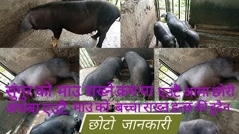 सुंगुर को माउ राख्ने क्रम मा एउटै आमा छोरी अथबा एउटै माउ को बच्चा राख्नू हुन्छ की हुदैन from🇳🇵Nepal