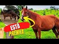 ÉGUA ESTÁ PRENHA SERÁ ? MUDAR A BAÍA DE LUGAR