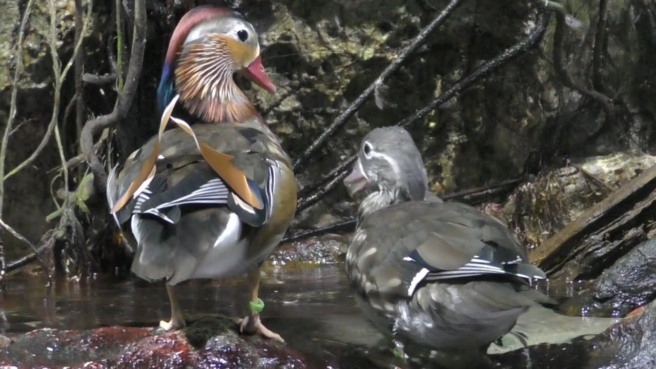 オシドリ 水を飲んだり羽づくろいしたり 【鳥羽水族館】Mandarin duck