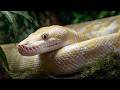 Rare Albino Burmese Python – You Won’t Believe This Snake Exists!