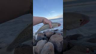 ANGLESEA - Victoria, Australia 🇦🇺 🐟 🎣 #aussiesalmon #victoria #fishingvictoria