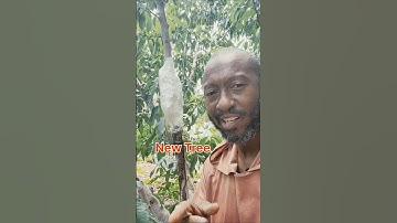 Clone a Fruit Tree the Easy Way! 🍑🧬#airlayering #fruittrees