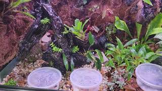 Vivarium With A Water Feature