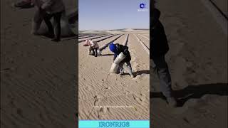 This Brilliant, Low-Tech Grid System Is A Genius Way To Stop Sand Dunes From Moving