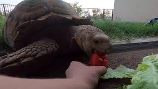 Big Ike Eating His Full Dinner! (Uncut)