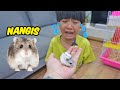 KYO NANGIS DIGIGIT HAMSTER