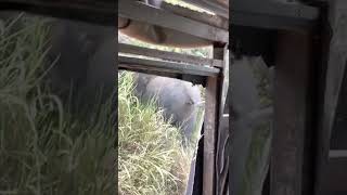 Angry Asian Elephant (part 1) Wasgamuwa National Park Sri Lanka