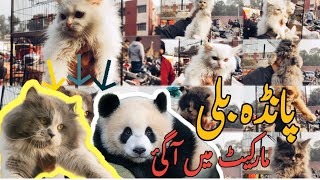 Unique Cats for Sale at a Cheap Price |Tollinton market lahore cat market saddar cats kittens