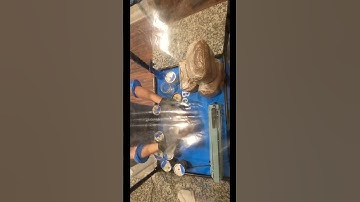 Adding grain spawns to substrate bags. #bellabora #mushroomgrowing #mycology #mushroom #mushrooms