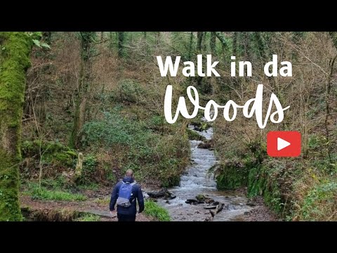 Walk In The Woods / New Year's Day 2023 / Cornwall