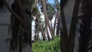 Vultures Eating Dead Alligator