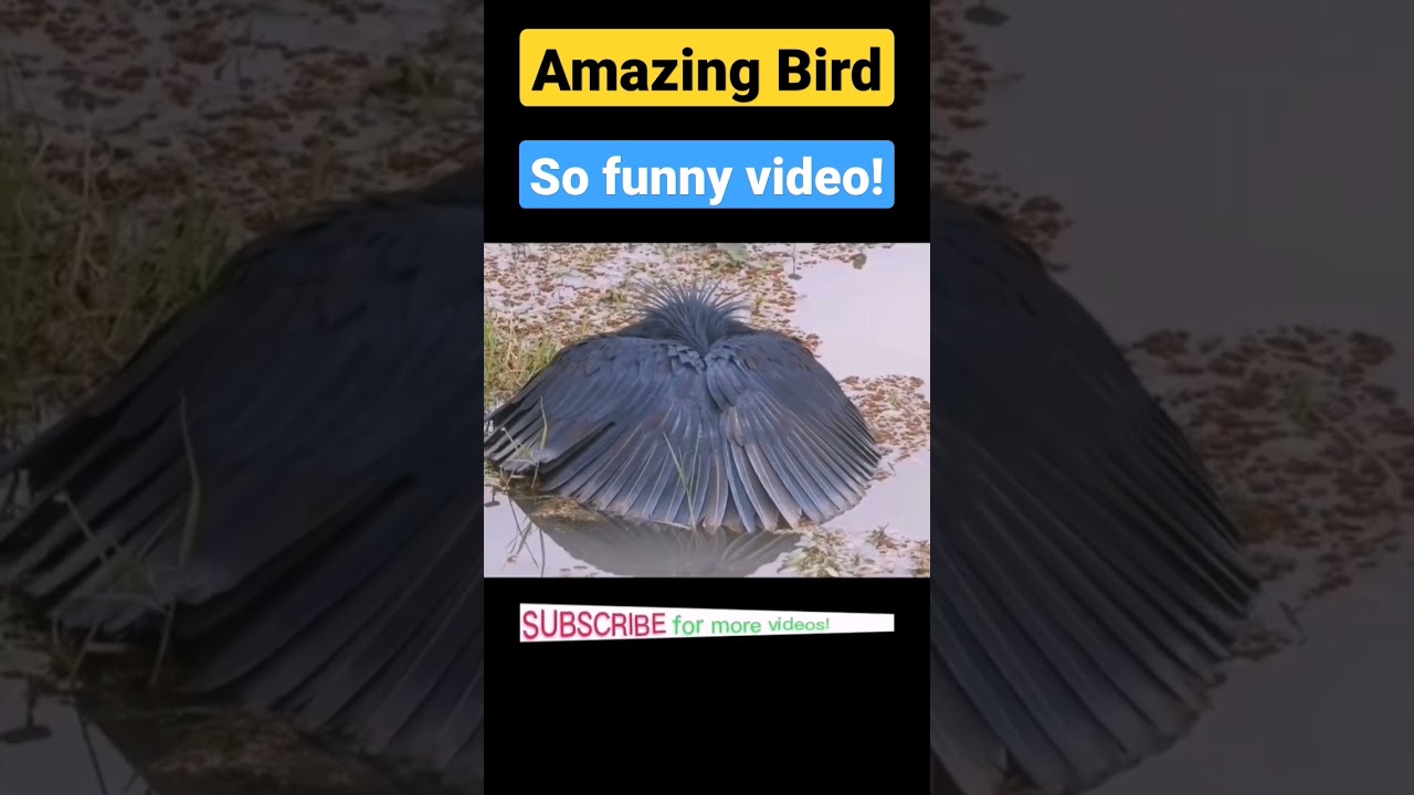 Amazing Bird. So funny  video. #amazing #viralvideo #viral #funny