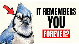 The Blue Jay That's Been Memorizing Your Schedule All Summer