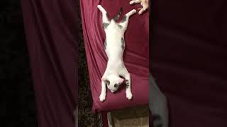 Theres always that one kitten..😂 (part 2) #shorts #kitten #funny