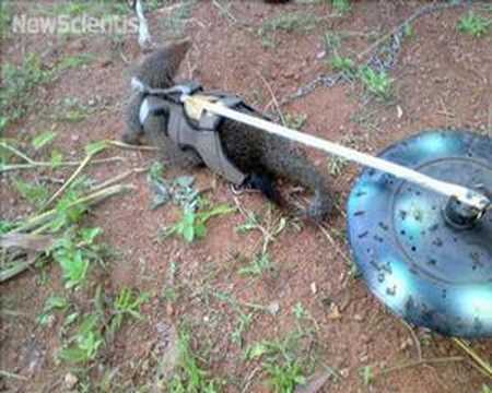 Mongoose and robot duo sniff out landmines
