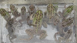 Mass capture of Japanese frogs. Suddenly a super poisonous snake appeared and I was impatient! !! !!