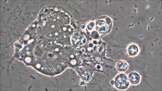Rhizaria Microscopy