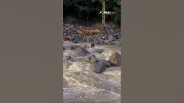 Evakuasi Menegangkan, Tim SAR Bergelantungan di Atas Sungai Deras