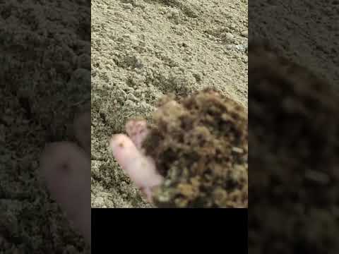 خوراک ارزان طیور مرغداری مرغ