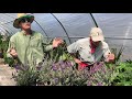 Spring Pruning In The Lavender