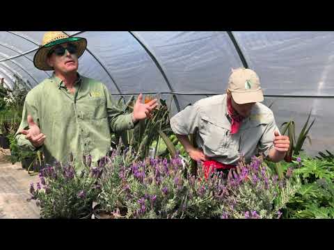 Plant Spanish Lavender