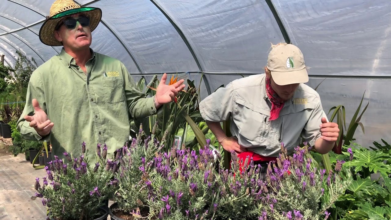 Plant Spanish Lavender | Vivero Growers Nursery | Austin Texas