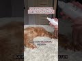 В уходе за шерстью используем WB: #271212408 Груминг-спрей 19в1