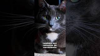Los bigotes de los gatos son un SUPERPODER natural