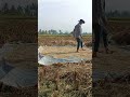 #agriculture #cabaihijau #farming #cabeunggul #farm #automobile #pertanian #sawah #petani #shorts