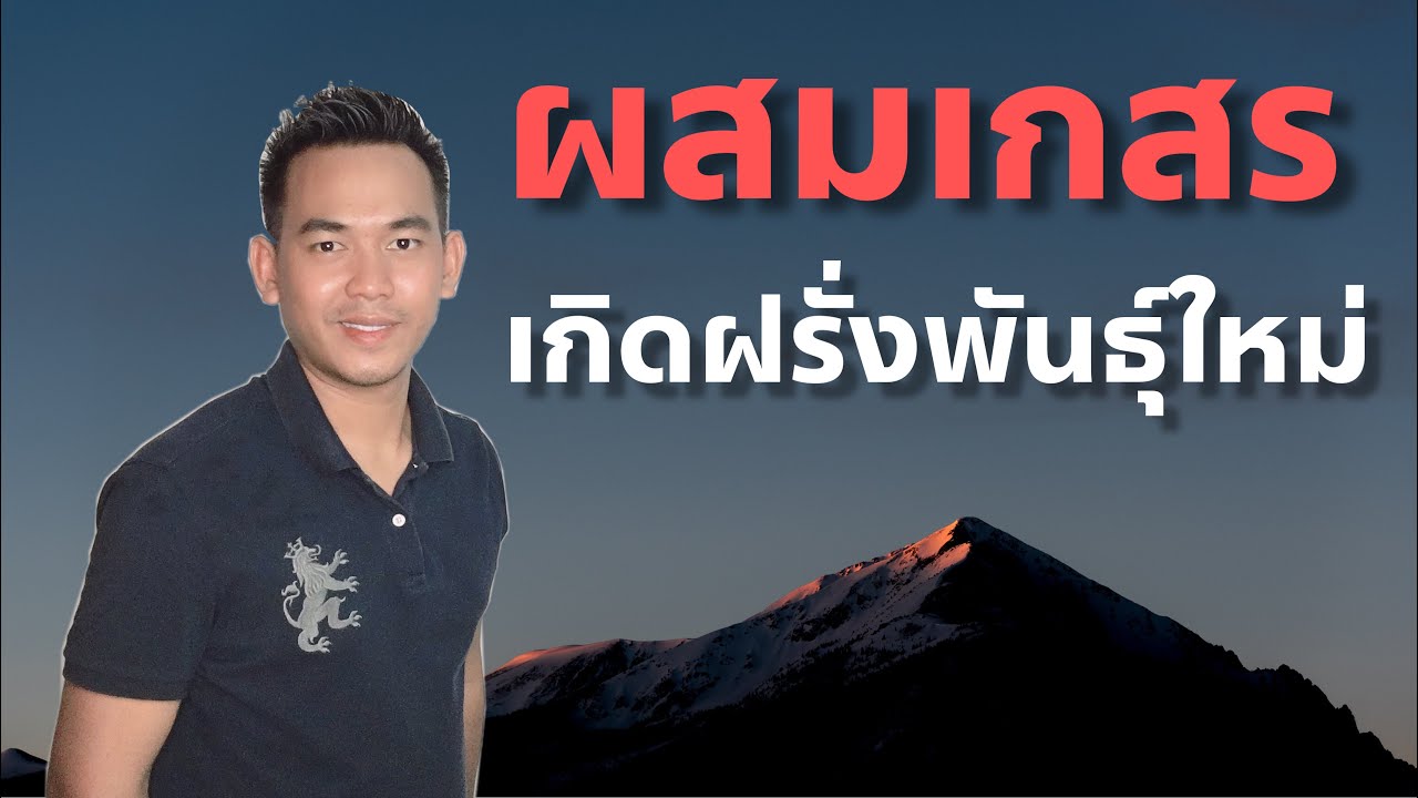 ผสมเกสรฝรั่ง EP.38