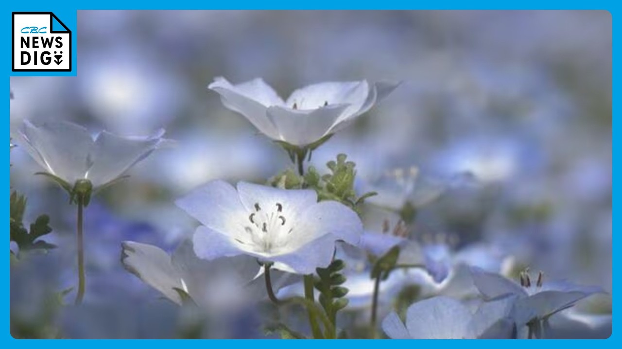 A Field of Blue: Nemophila in Full Bloom at 1,000 Meters Elevation