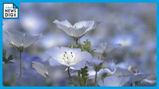 A Field of Blue: Nemophila in Full Bloom at 1,000 Meters Elevation
