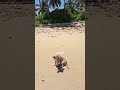 W PUNTA CANA