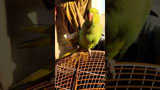 green parrot talking parrot sound #shorts #shortvideo