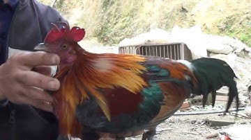 Bẫy gà rừng 11/3 "CSTB"!