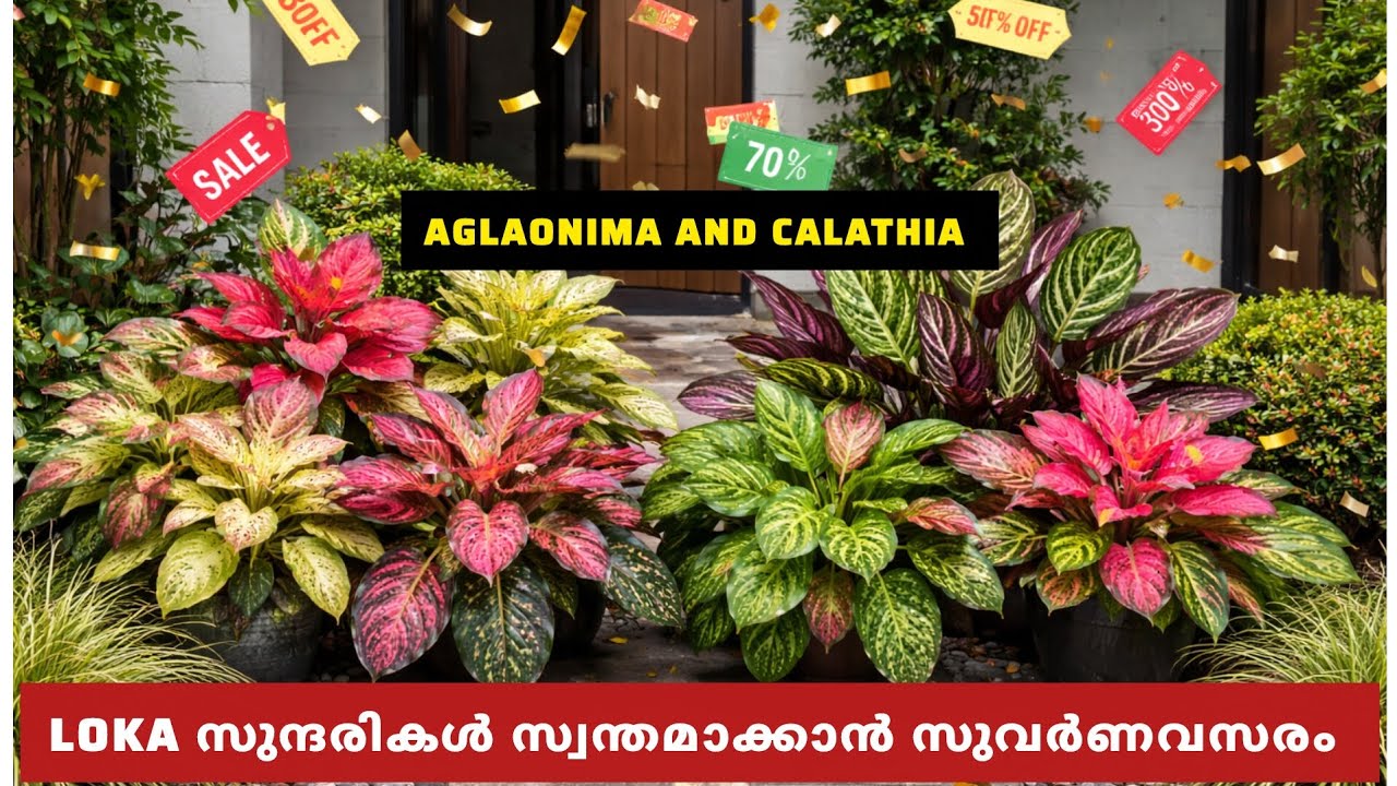 Aglaonema and calathia cheap beauties 🎊 Yeryusu jennath 