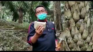 SIMPLE !! Cara Pakai Pemupukan Pupuk Pillow Slow Release PT BEST | Pupuk Majemuk Makro dan Mikro
