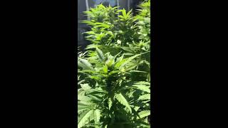 White Widow Outdoor Grow 2018